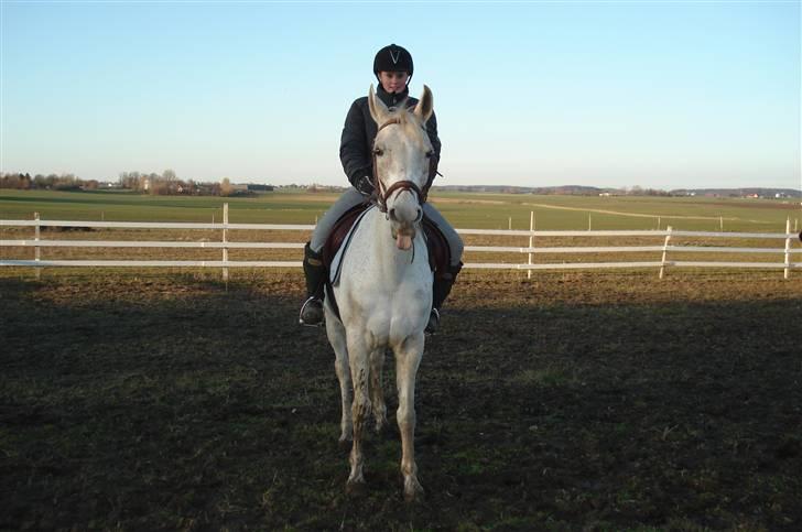 Sportsaraber (A) toftegaarden s zorba billede 8