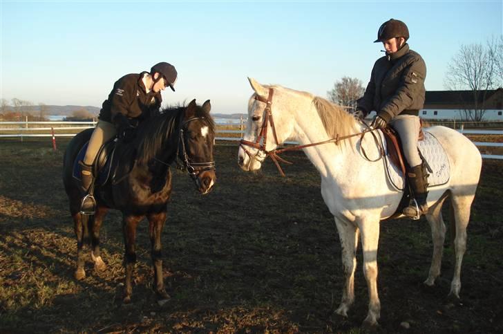 Sportsaraber (A) toftegaarden s zorba billede 9