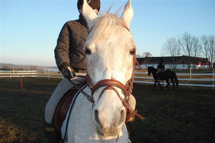 Sportsaraber (A) toftegaarden s zorba billede 10