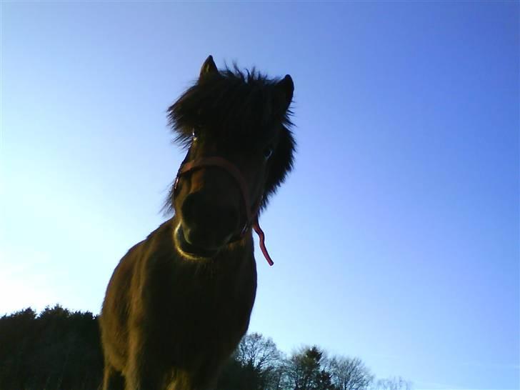 Anden særlig race Lucky/solgt. billede 2