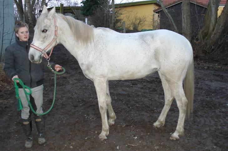 Sportsaraber (A) toftegaarden s zorba billede 11