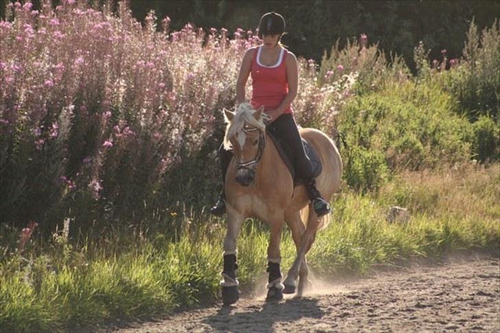 Haflinger santana RH ( Haffe! ) - Kærlighed er som krig - nem at starte, svær at slutte, og aldrig til at glemme. billede 12