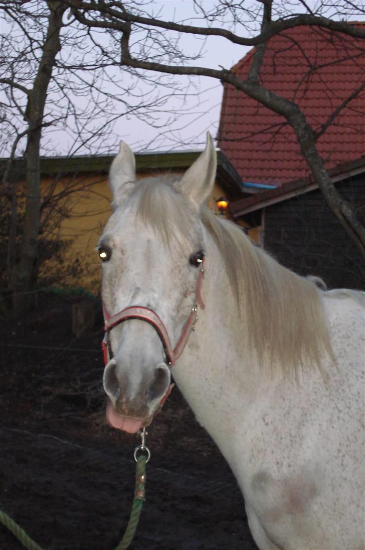 Sportsaraber (A) toftegaarden s zorba billede 12