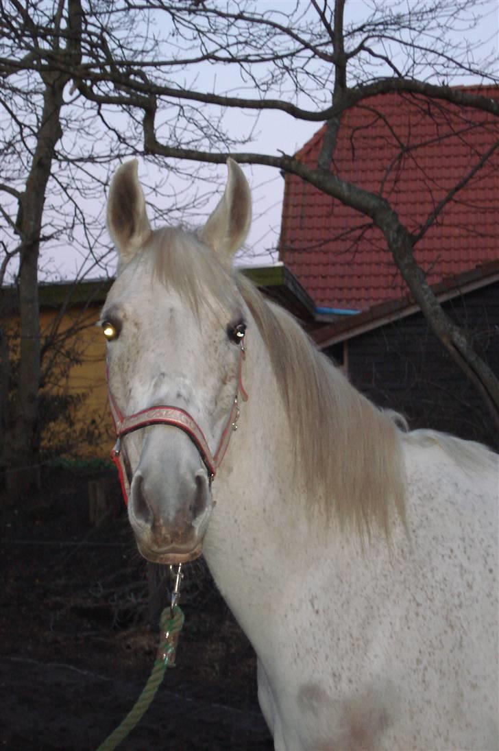 Sportsaraber (A) toftegaarden s zorba billede 13