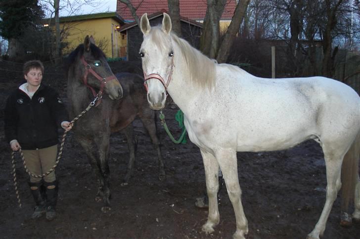 Sportsaraber (A) toftegaarden s zorba billede 14
