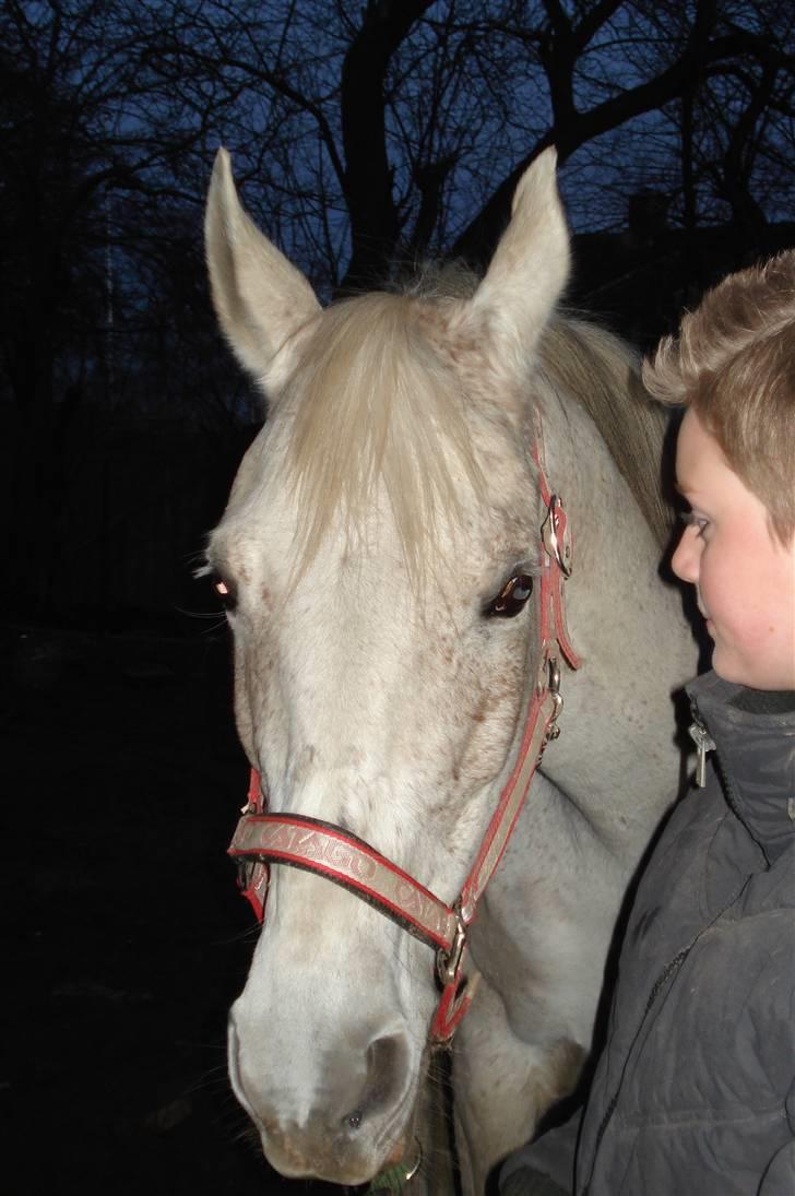 Sportsaraber (A) toftegaarden s zorba billede 15