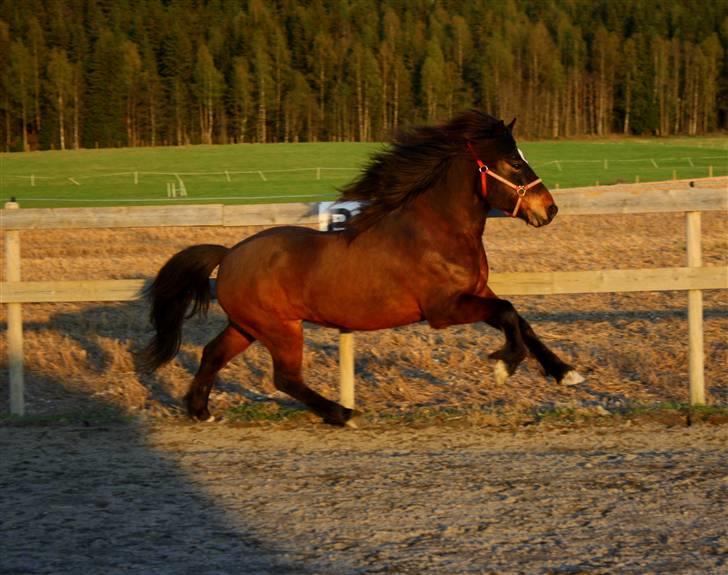 Islænder Polki frá Sólheimum SOLGT billede 3
