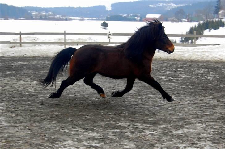 Islænder Polki frá Sólheimum SOLGT billede 4