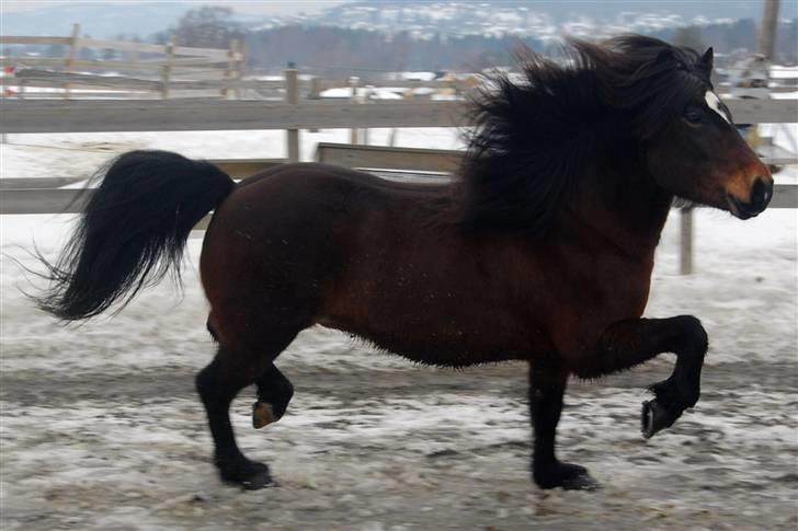 Islænder Polki frá Sólheimum SOLGT billede 5