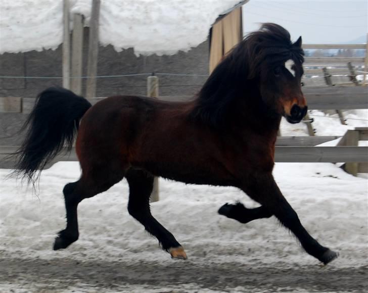 Islænder Polki frá Sólheimum SOLGT billede 6