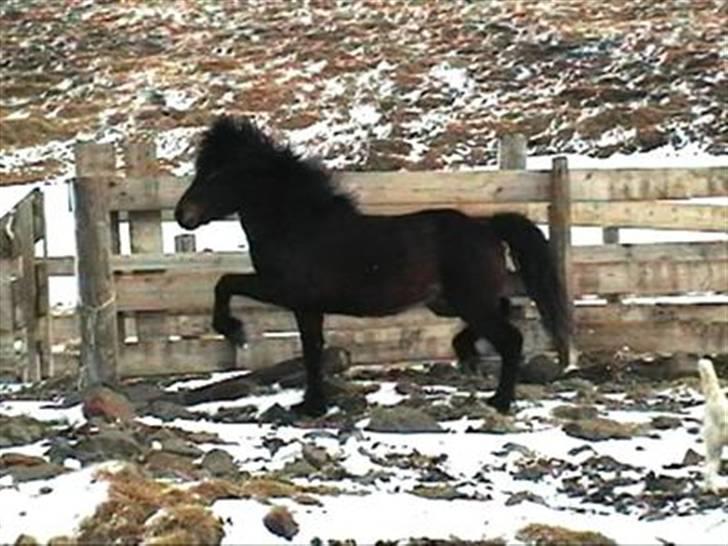 Islænder Polki frá Sólheimum SOLGT billede 7