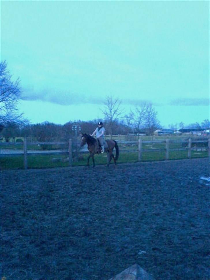 Anden særlig race Donna Cydinor - Hun er så rar :D billede 11