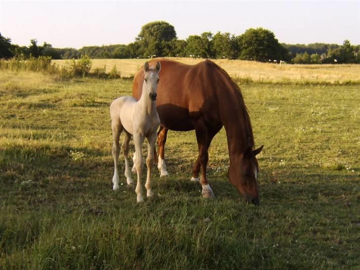 Dansk Varmblod Tjørnelunds Briggi-light - Briggi -light og Bell Alejandro billede 2
