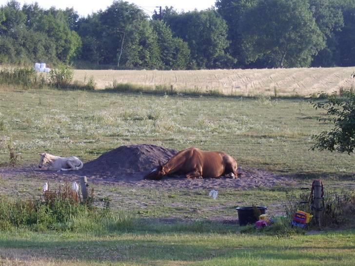 Dansk Varmblod Tjørnelunds Briggi-light - En middagslur i det kølige sand billede 3