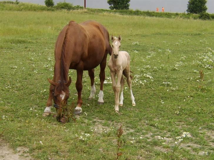 Dansk Varmblod Tjørnelunds Briggi-light billede 4