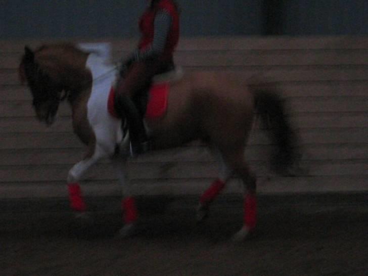 Pinto Bonanza (SOLGT)  - Bonanza der danser, eller prøver ihvertfald :D billede 13