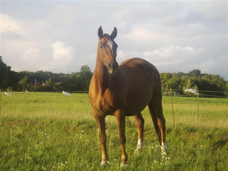 Dansk Varmblod Tjørnelunds Briggi-light billede 5