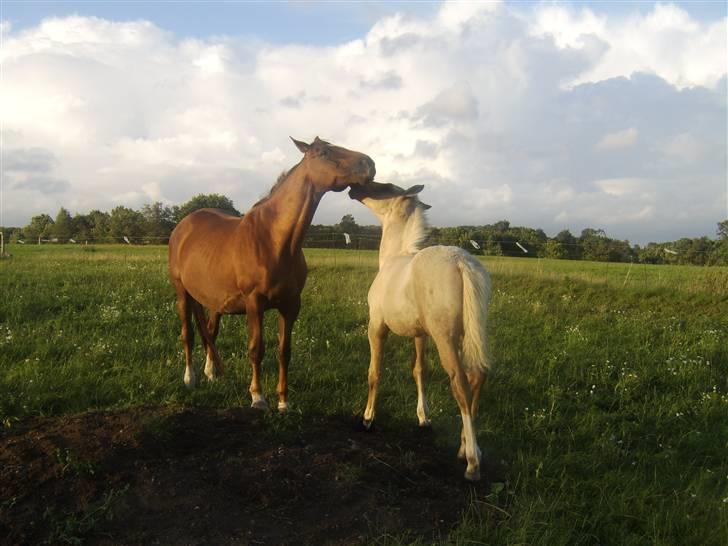 Dansk Varmblod Tjørnelunds Briggi-light - Leg med sønnen Bell Galliano billede 6