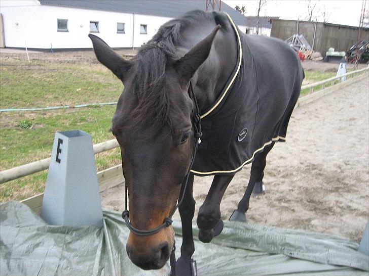 Dansk Varmblod Alinea Lindebjerg - Hun kan også gå over en pressening :) billede 13