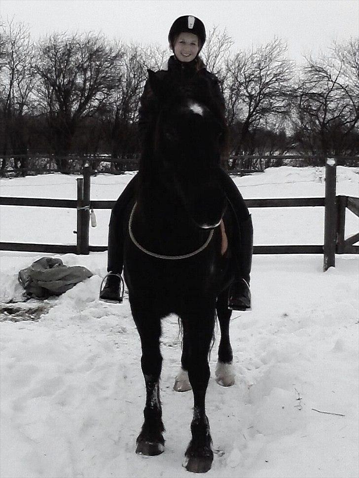 Welsh Cob (sec D) Valhallas Star Actress † - Vinterhygge :)  billede 18