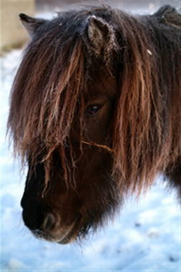 Islænder Hugrunn  krogagre*SOLGT* billede 1