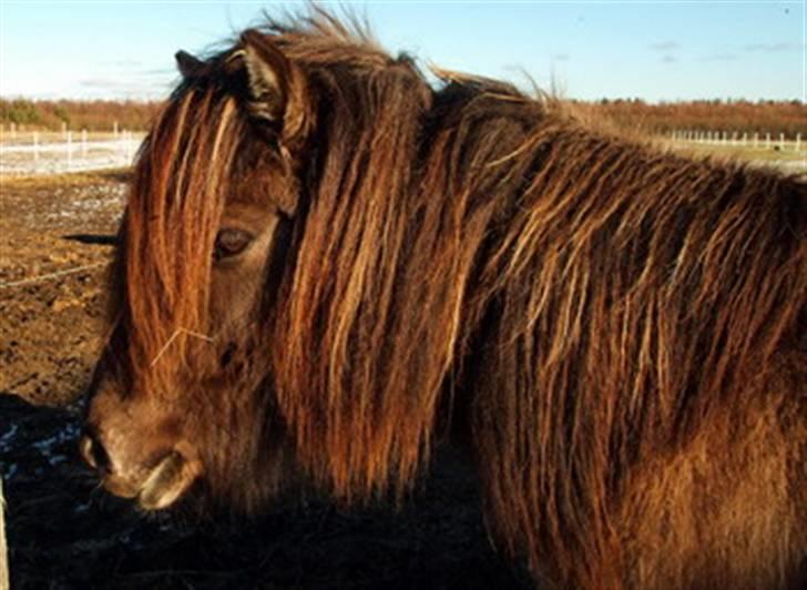 Islænder Hugrunn  krogagre*SOLGT* billede 2