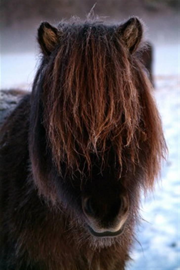 Islænder Hugrunn  krogagre*SOLGT* billede 3