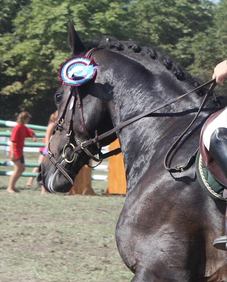 Dansk Varmblod Spindborgs Ophelia  - Nr 2 i LA finalen til Copenhagen Horse Show- æresrunden billede 14