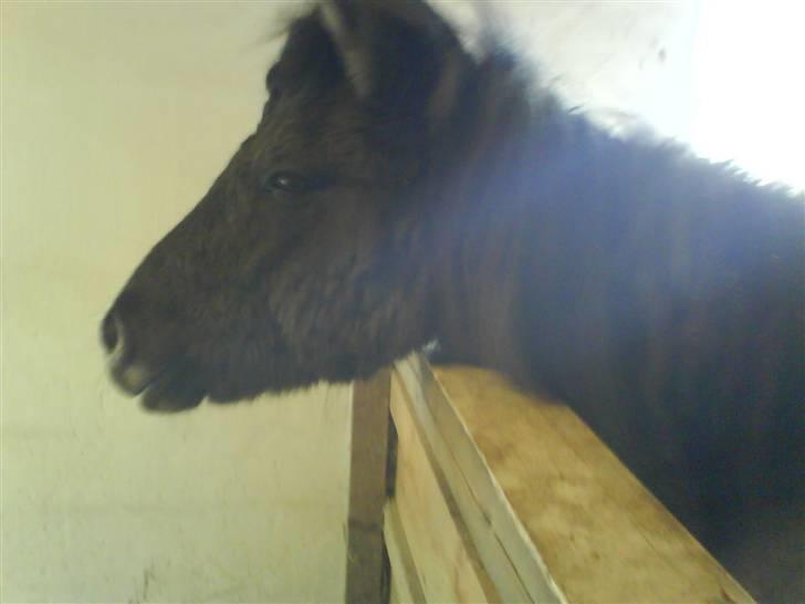 Islænder Hugrunn  krogagre*SOLGT* billede 4