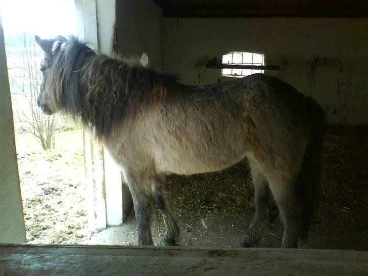 Islænder Hugrunn  krogagre*SOLGT* billede 5