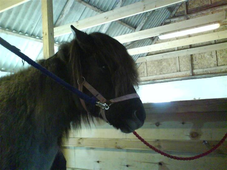 Islænder Hugrunn  krogagre*SOLGT* billede 6