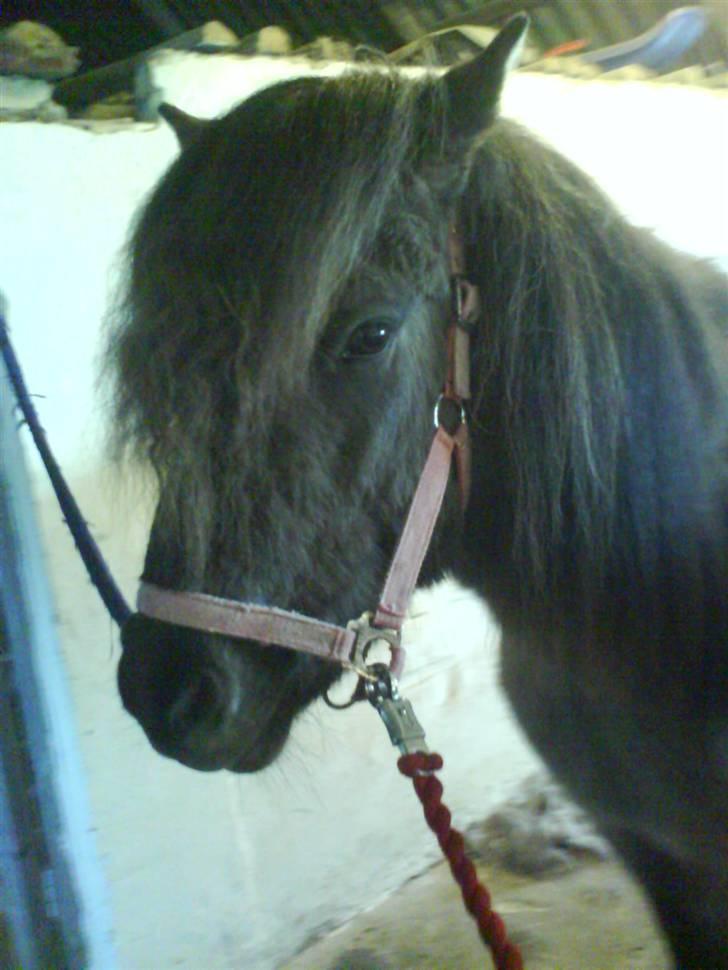 Islænder Hugrunn  krogagre*SOLGT* billede 7