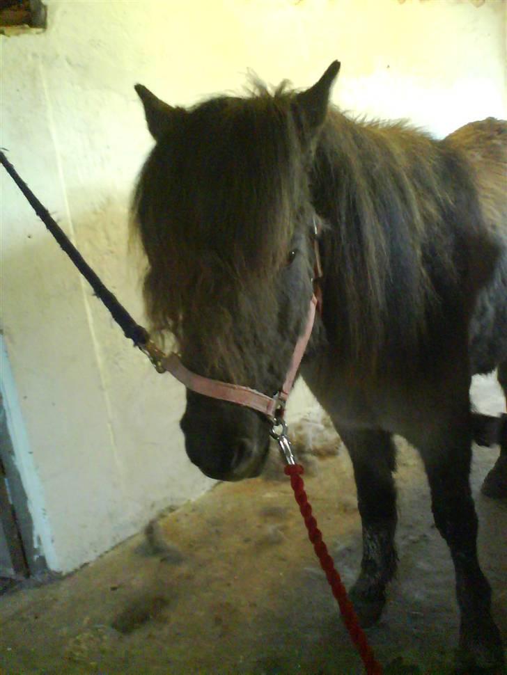 Islænder Hugrunn  krogagre*SOLGT* billede 8