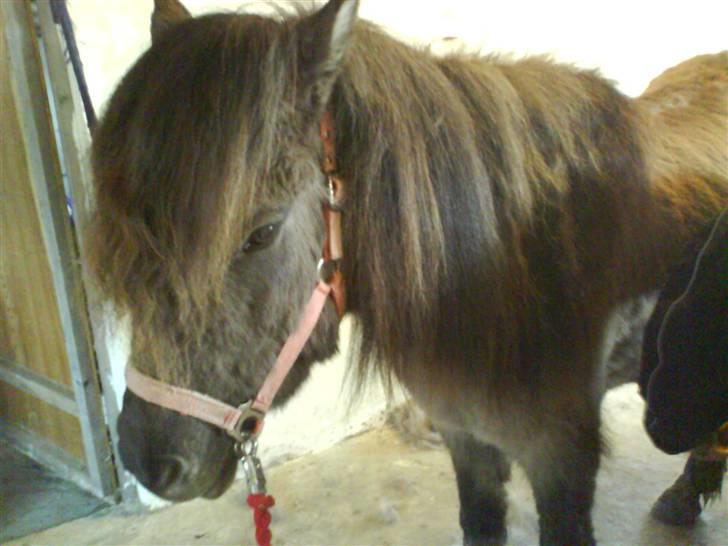 Islænder Hugrunn  krogagre*SOLGT* billede 9