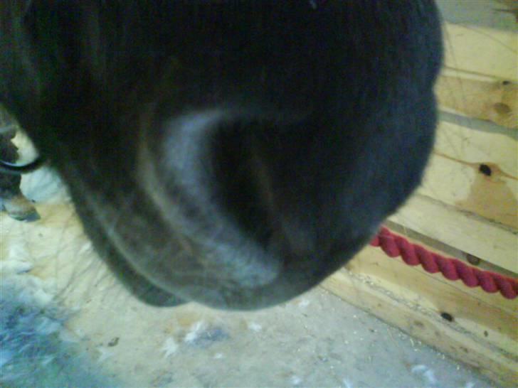 Islænder Hugrunn  krogagre*SOLGT* billede 10