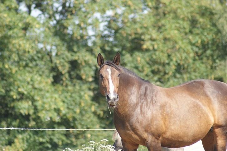 Anden særlig race Jasmin - En dejlig sommer-rund Jasmin. billede 11