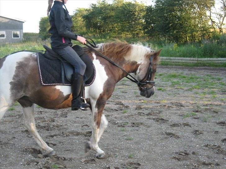 Anden særlig race zicha (pensioneret ) - Dressur træning, trav. billede 18