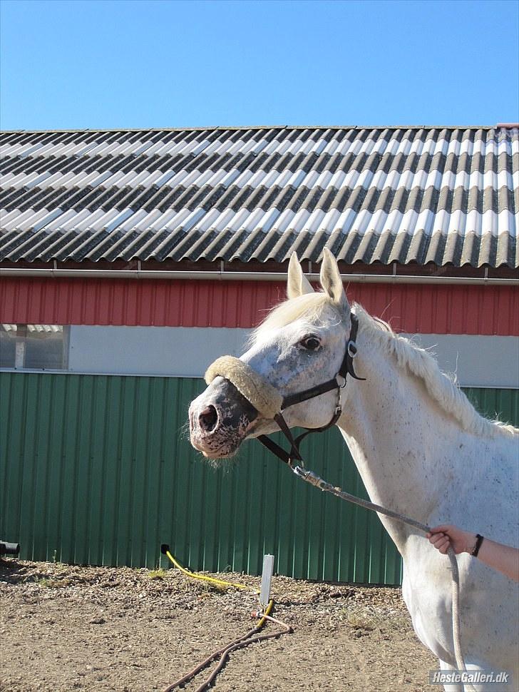 Knabstrupper l l Coco's Wladimir R.I.P - lækker hest der savner sin kæreste. sommer 10 billede 12