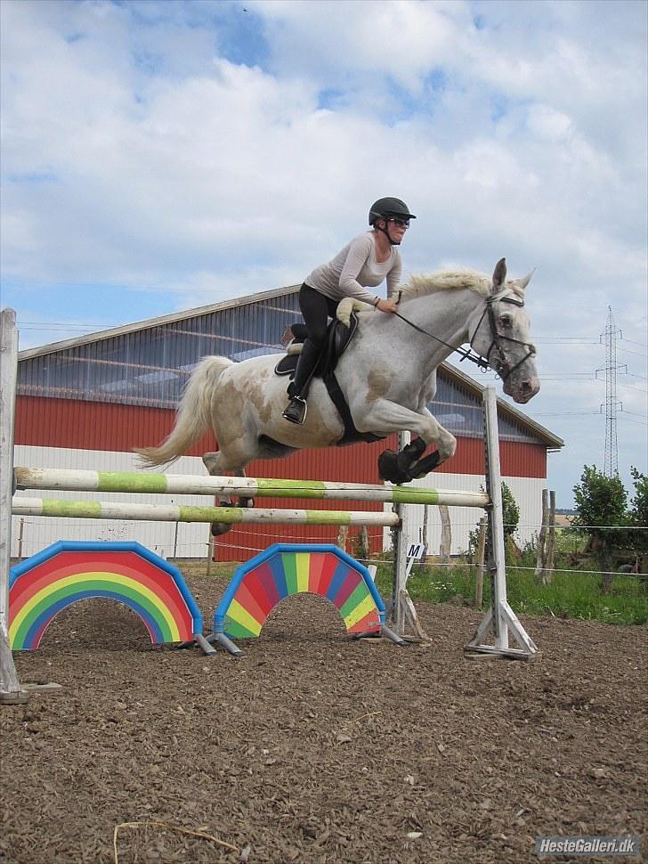 Knabstrupper l l Coco's Wladimir R.I.P - Jeg troede at jeg havde en knabstrupper, men den dag var han altså pinto :) billede 14