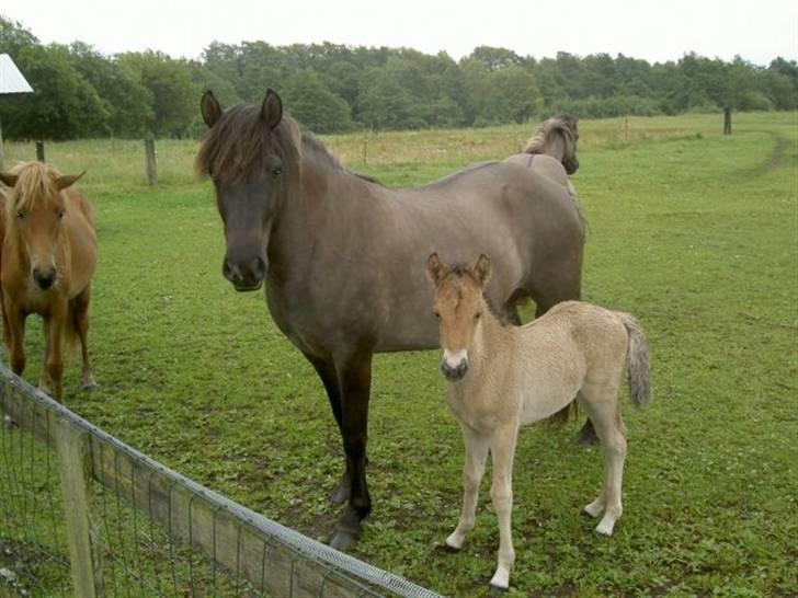 Islænder Rimfaxi - Fandt lige et billede af Rimse, da han var 11 dage gammel... :D billede 18