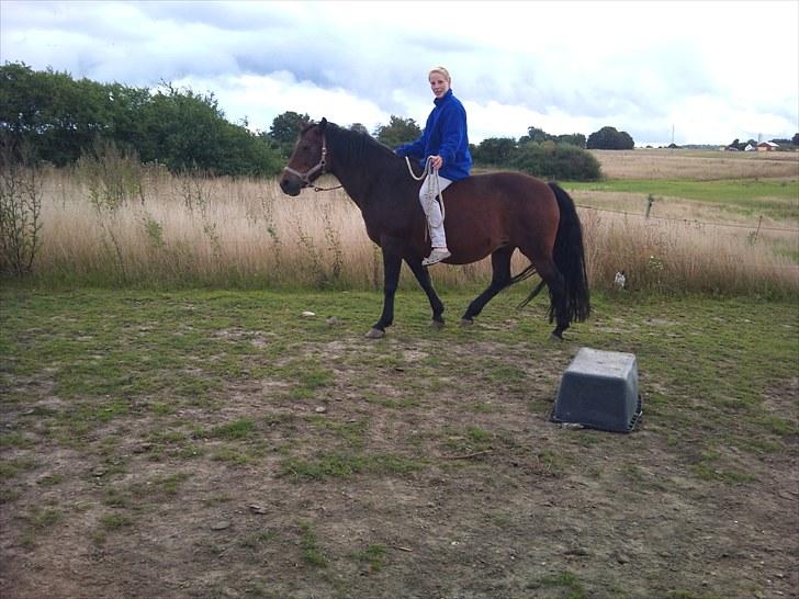 New Forest /Pinto   Celine -  Cille  - 29/8-10 . Lidt hygge på folden :D Foto: Mor billede 12