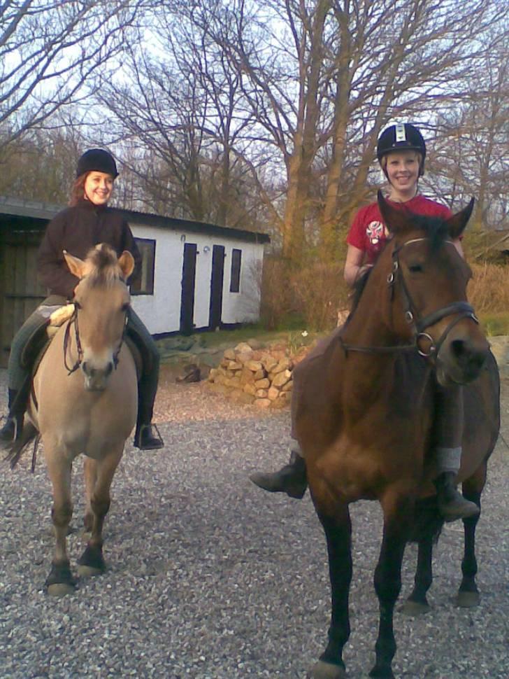 New Forest /Pinto   Celine -  Cille  - Sommer 08 . Mig på Celine, min veninde på Ronja . Foto: mor billede 13