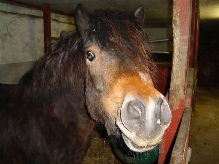 Dartmoor fernando solgt billede 20