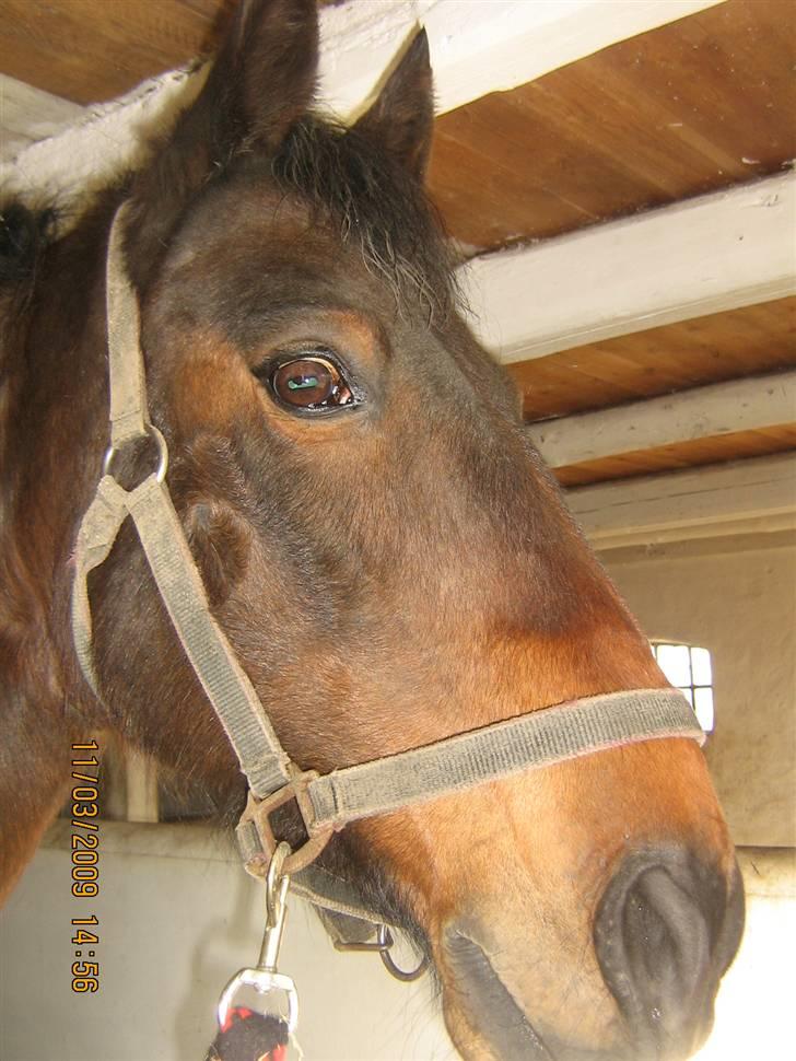 Anden særlig race Lillegårdens Zacho - Gør opmærksom på der kommer ride billeder når hans skade bliver gode igen billede 6