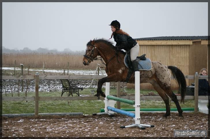 Knabstrupper Aastrupgaards Thor Gl. - billede fra første gang jeg rider Thor 15 Feb. Foto: Anni P billede 15