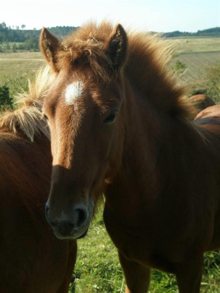 Islænder Blómi fra Engholm billede 7