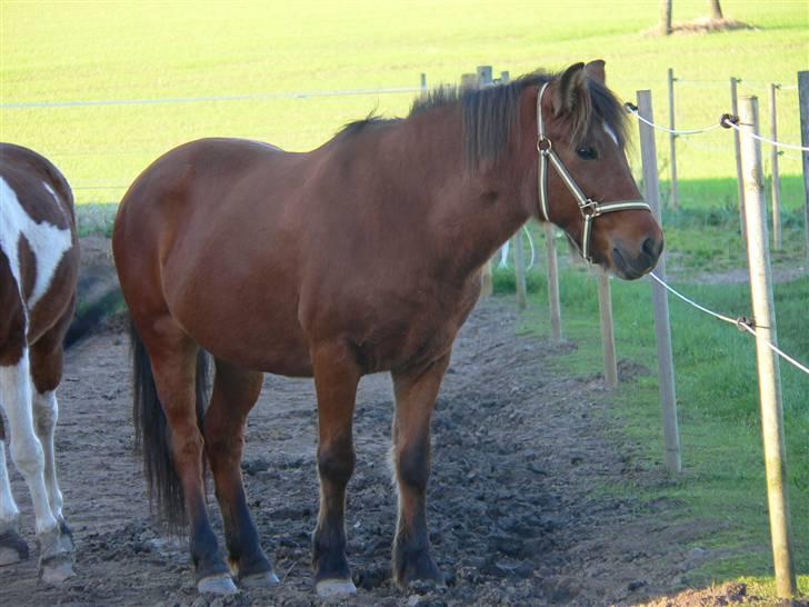 Anden særlig race Kaysa ( SAVNET :'( <'3 ) - Elsker dig pony <3 billede 3