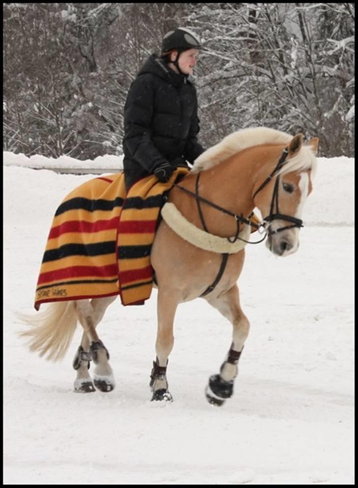 Haflinger Star Wars *solgt* billede 20