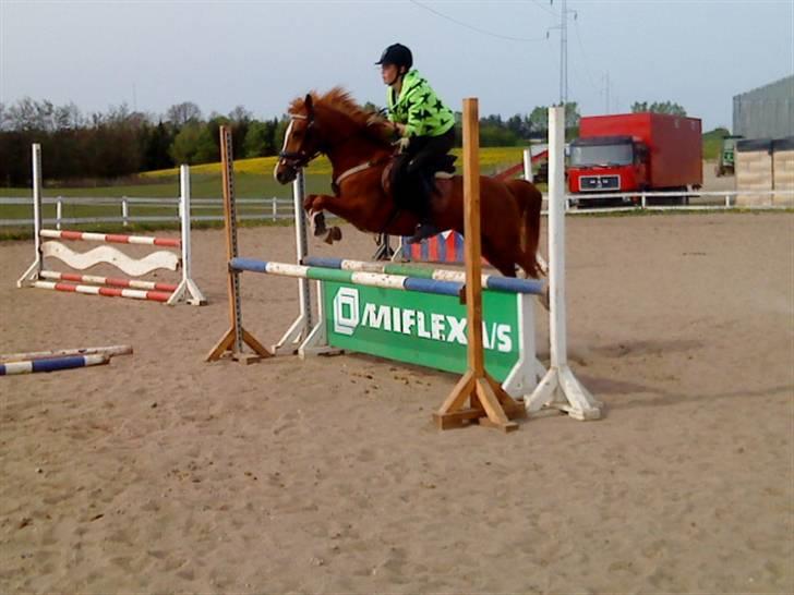 Welsh Pony af Cob-type (sec C) Jet  - miflex :P billede 13