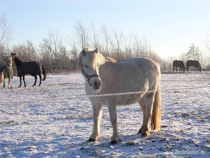 Anden særlig race Polly 'R.I.P.' <3 billede 9